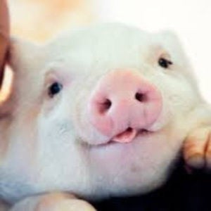 Meet your Posher, Isabella